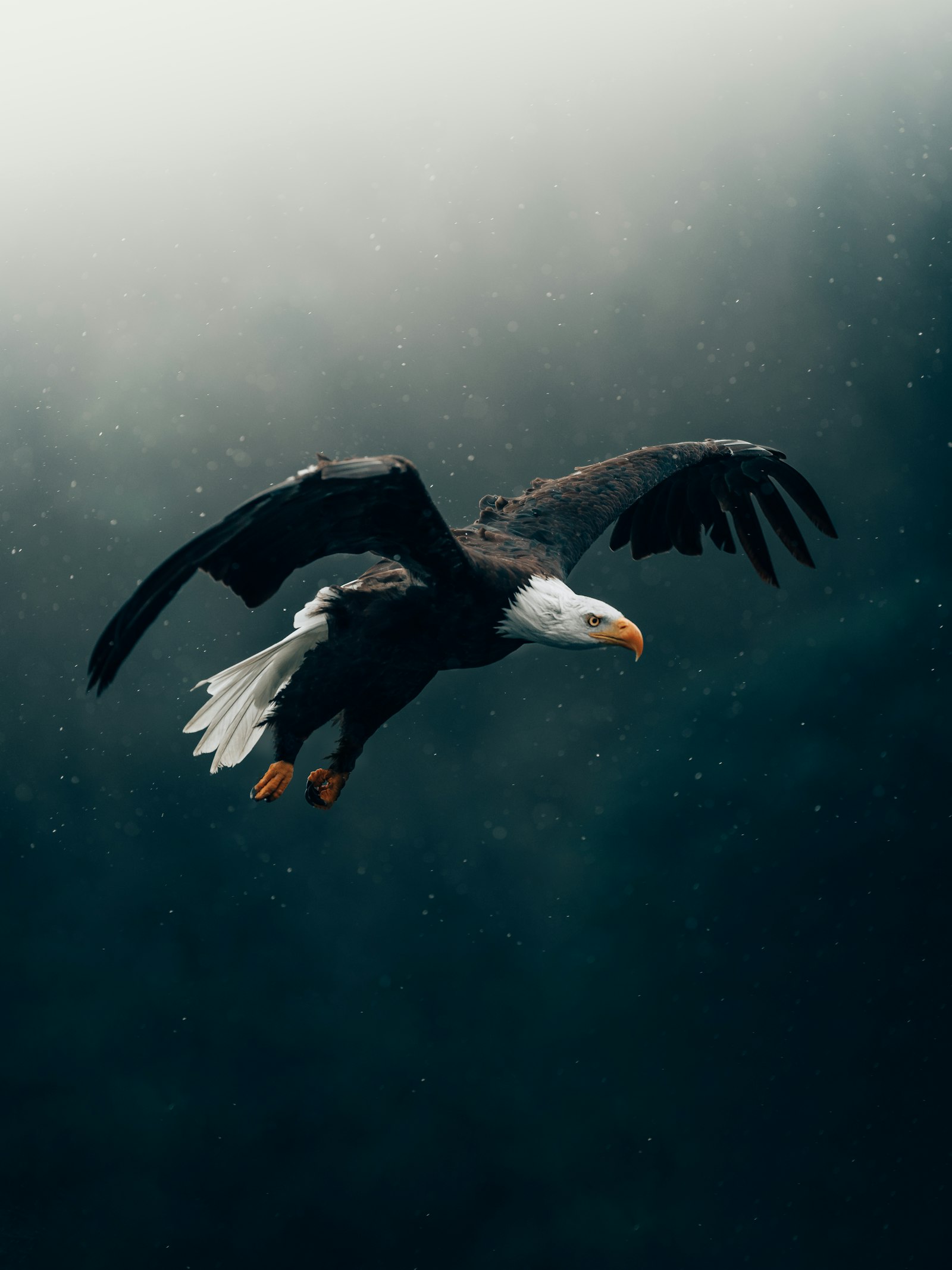 Wildlife & Landscapes