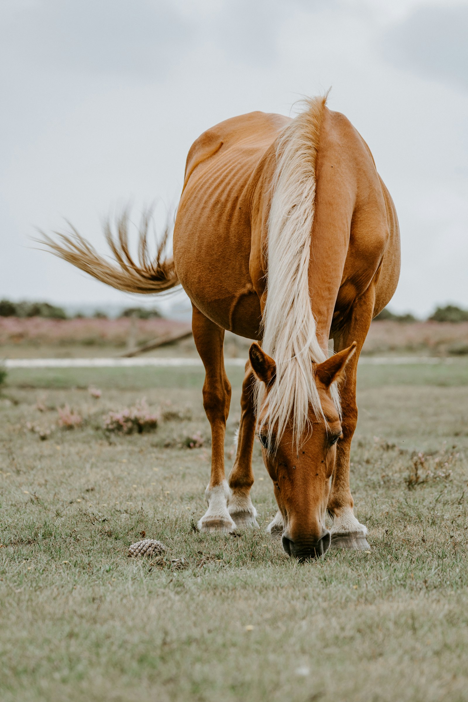 Horse in the pasture