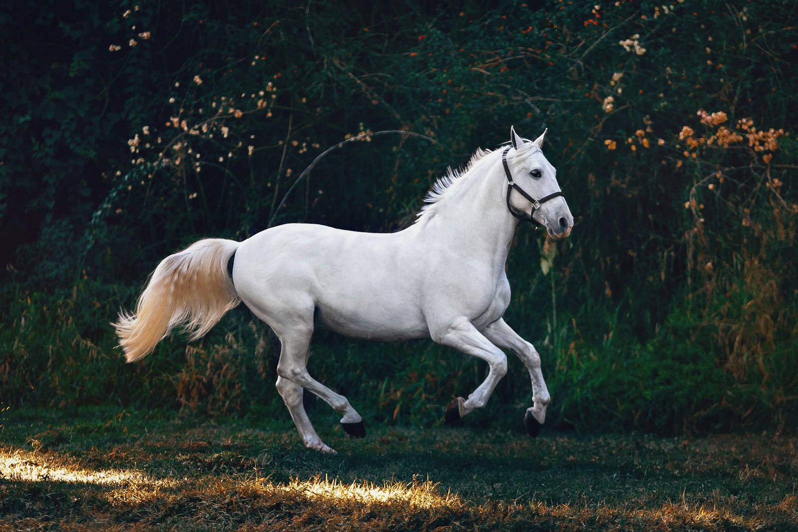 Equestrian & Livestock