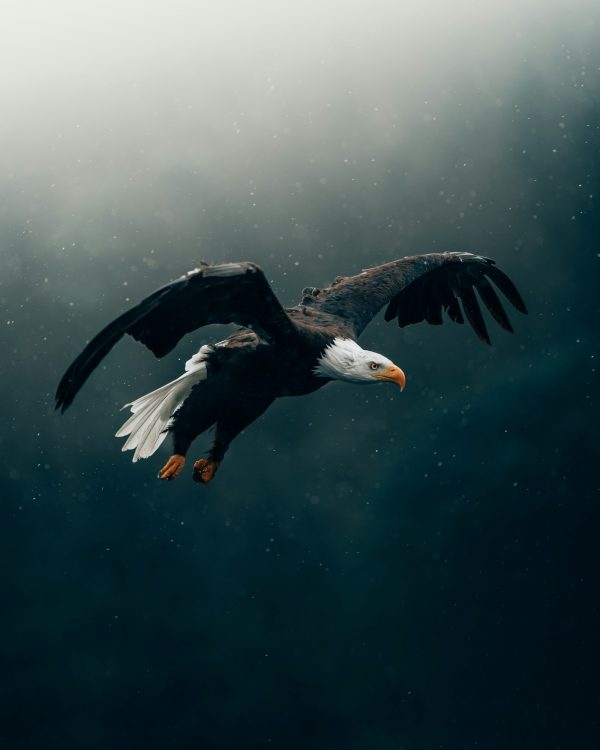 Bald Eagle in Flight