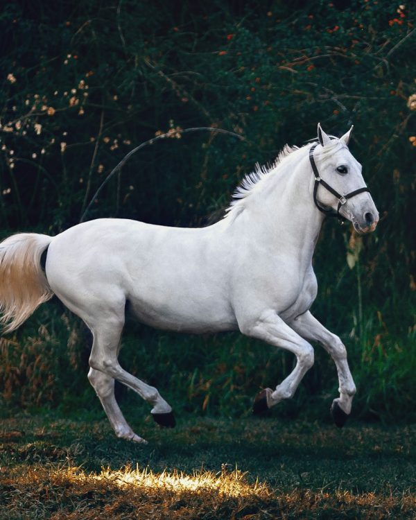 Stallion in Golden Hour